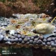 Креветка Caridina Sarasinorum (Нинзя)