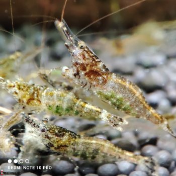 Креветка Caridina Sarasinorum (Нинзя)