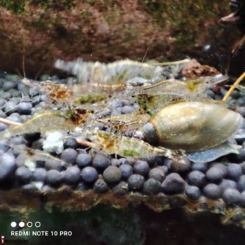 Креветка Caridina Sarasinorum (Нинзя)