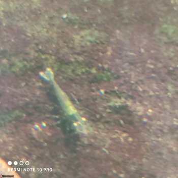 Креветка Caridina Sarasinorum (Нинзя)