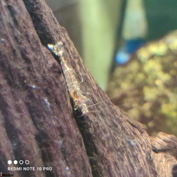 Креветка Caridina Sarasinorum (Нинзя)