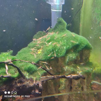 Креветка Caridina Sarasinorum (Нинзя)